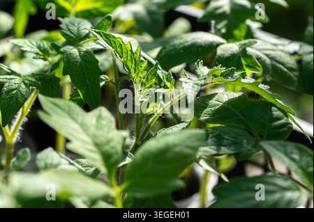 Junge Tomatensämlinge in der Sonne Stockfoto