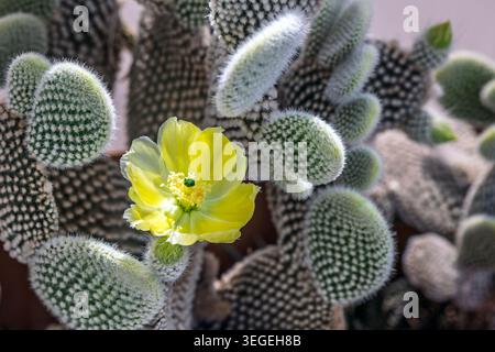 Kaninchenohrkaktus, Opuntia, blüht normalerweise im Spätherbst und Sommer. Stockfoto