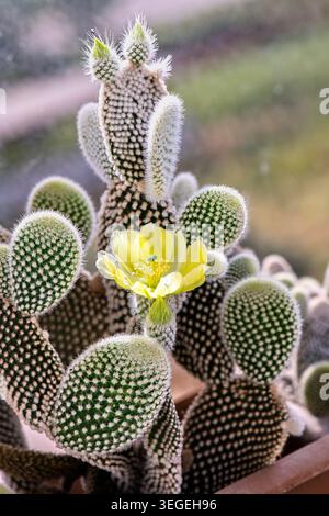 Kaninchenohrkaktus, Opuntia, blüht normalerweise im Spätherbst und Sommer. Stockfoto