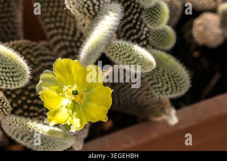 Kaninchenohrkaktus, Opuntia, blüht normalerweise im Spätherbst und Sommer. Stockfoto
