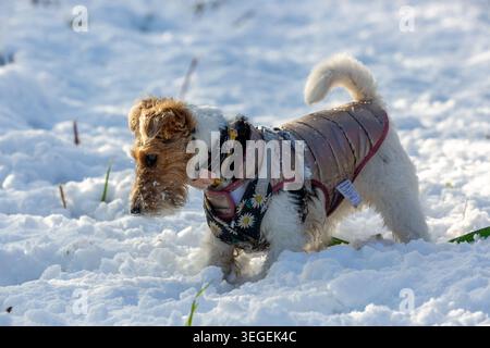 Fox Terrier Hund genießt das Spielen im Schnee Stockfoto