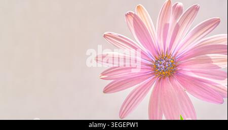 Nahaufnahme von Osteospermum African Gänseblümchen mit rosa Blüten und detailliertem Zentrum. Sanfte Fokussierung und sanfte Töne sorgen für eine frische botanische Komposition Stockfoto