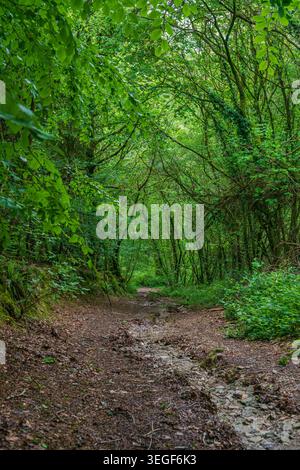 Schmaler Pfad, der an einem bewölkten Tag durch dichte gemäßigte Wälder in Cornwall hinabführt. Bäume und üppige Vegetation Bogen über den Weg Stockfoto