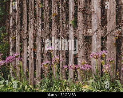 Eine wunderschöne Ansammlung violetter allium-Blumen blüht vor einem rustikalen verwitterten Holzzaun, der mit Kletterweben bedeckt ist Stockfoto
