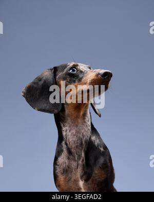 Ein Dackel blickt mit angehobenen Ohren und fokussierten Augen nach oben. Der neutrale Ton und die zentrierte Haltung lenken die Aufmerksamkeit auf die Kopfform. Stockfoto