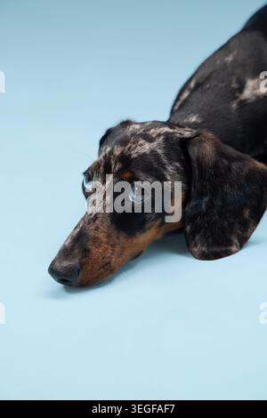Ein Dackel liegt flach, sein Kinn berührt die Oberfläche. Der Rahmen ermöglicht eine Nahaufnahme von oben und zeigt feine Lackdetails. Stockfoto