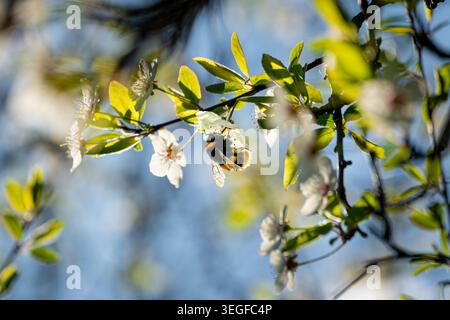 Hummel sammelt Nektar auf weißen Frühlingsblüten bei weicher Morgensonne Stockfoto
