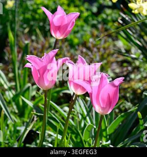 Leuchtende, hinterleuchtete Frühlingsblumen von Tulpe China Pink in einem Frühlingsgarten im April UK Stockfoto