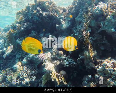 Zwei leuchtend gelbe maskierte Butterflyfische schwimmen in der Nähe eines lebendigen Korallenriffs im klaren blauen Wasser von Sharm El Sheikh, Ägypten. Stockfoto