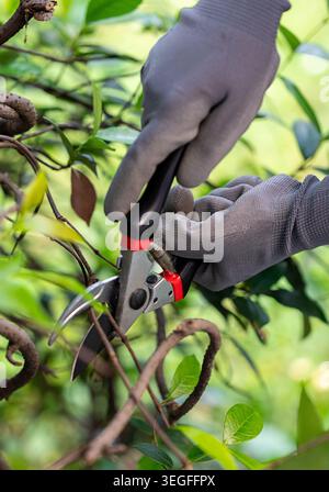 Nahaufnahme von Gartenscheren, die Buschzweige mit Handschuhen trimmen. Vertikales Foto. Stockfoto