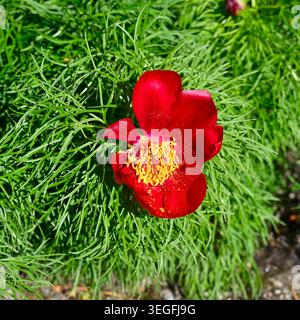 Lebhafte rote Frühlingsblumen und Spitzenlaub der Pfingstrose, Paeonia tenuifolia UK Garden April Stockfoto