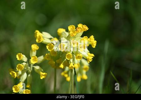 Gelbe Frühlingsblumen von Primula veris, die auf Kies im Vereinigten Königreich im April wachsen Stockfoto