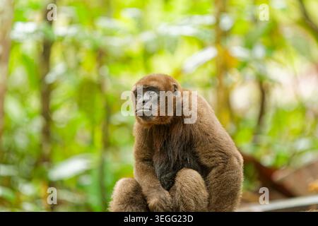 Porträt eines jungen Wollaffen (gefährdete Spezies), der allein im tropischen Wald sitzt und in die Ferne blickt. Stockfoto