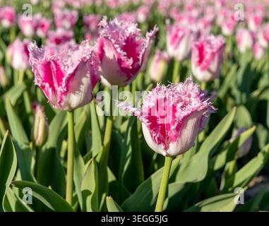 Ein atemberaubendes horizontales Foto mit selektivem Fokus von einer wunderschönen pinkfarbenen und weißen Fransen-Tulpe (Tulipa crispa) in voller Blüte. Die Nahaufnahme ist hochgradig Stockfoto