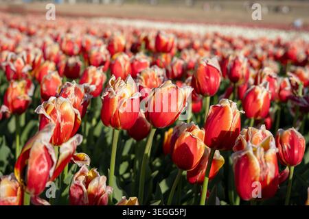 Ein wunderschönes horizontales Foto, das ein dichtes Feld aus leuchtend roten Tulpen mit goldgelben Rändern zeigt, die auf einem kommerziellen Bauernhof blühen. Der helle Sp Stockfoto
