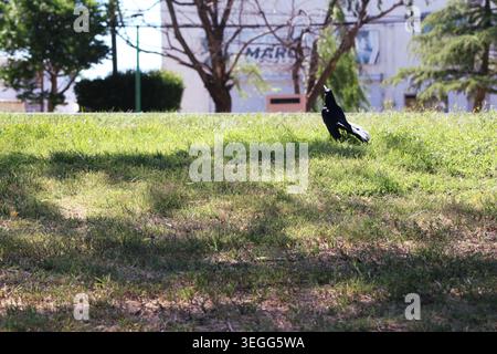 Männlicher mexikanischer Grackle (Quiscalus mexicanus nelsoni), der in einem Park in den Himmel blickt, mit einigen Gebäuden und Bäumen im Hintergrund. Chihuahua, Mexiko Stockfoto