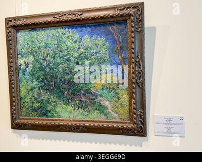 Sankt Petersburg, Russland - 28. April 2026: Gemälde von Vincent van Gogh mit dem Titel „der Maulbeerbaum“ in einem kunstvollen Rahmen an der Galeriewand Stockfoto