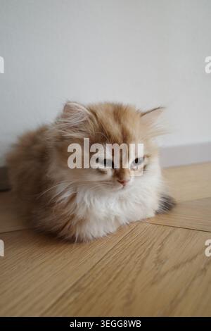 Eine goldene britische Langhaarkatze sitzt auf einem Parkettboden mit verschlafenen Augen Stockfoto