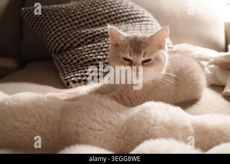 Verschlafene graue britische Kurzhaarkatze. Stockfoto