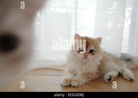 Eine goldene britische Langhaarkatze sitzt an einem Fenster mit rechtem Sonnenlicht Stockfoto