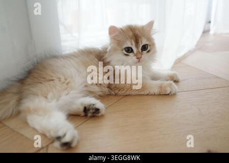 Eine goldene britische Langhaarkatze sitzt an einem Fenster mit rechtem Sonnenlicht Stockfoto