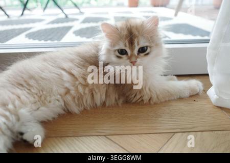 Eine goldene britische Langhaarkatze sitzt an einem Fenster mit rechtem Sonnenlicht Stockfoto
