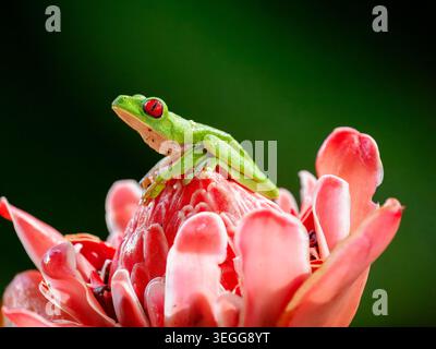 Rotäugiger Baumfrosch, Halbinsel Osa, Costa Rica. Stockfoto