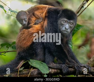 Familie Brüllaffen, Osa Halbinsel, Costa Rica. Stockfoto