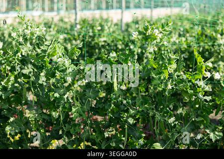 Blumen und Pflanzen aus Hülsenfrüchten, die an ein Netz gebunden sind, um im Gewächshaus zu wachsen Stockfoto