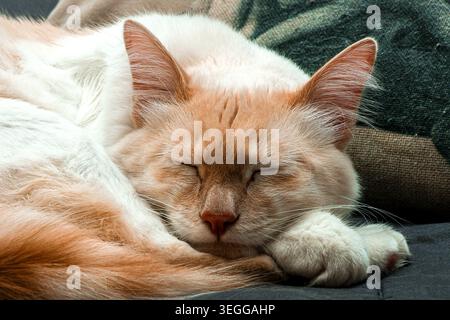 Red Point Siam Katze schläft friedlich auf einem Sofa drinnen in Nahaufnahme Stockfoto