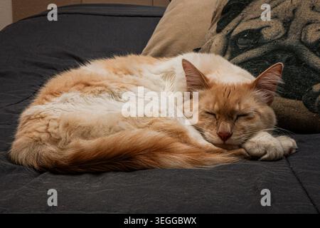 Ingwer- und weiße Hauskatze schläft friedlich auf einem Sofa zu Hause, bequem zusammengerollt mit geschlossenen Augen. Stockfoto