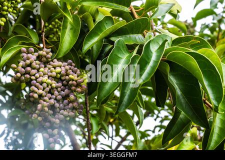 Haufen reifender violetter und grüner Beeren auf einem Glossy Privet Baum (Ligustrum lucidum), einer verbreiteten Zierart, die als Alfeneiro bekannt ist Stockfoto