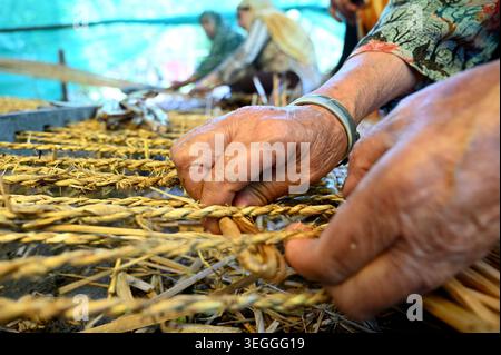 SRINAGAR, INDIEN – 19. MAI: Eine Handwerkerin webt am 19. Mai 2026 in Srinagar, INDIEN traditionelle Schilfmatten, die lokal als Wagoov bekannt sind. Das 300 Jahre alte Handwerk, bei dem Wildsumpfschilf und Paddy-Stroh manuell miteinander verbunden werden, hat sich kürzlich aufgrund der wachsenden Nachfrage nach nachhaltigen, natürlichen Produkten bemerkenswert erholt. Wagoov-Matten dienen als natürlicher Klimaregelmechanismus für kaschmirische Häuser und bieten Wärme während der harten Winter-Chillai-Kalan-Periode und einen kühlenden Effekt während der Sommermonate. Foto: Waseem Andrabi/Hindustan Times Kaschmiri Art Stockfoto