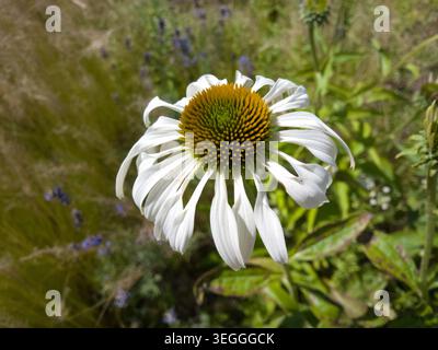 Eine Nahaufnahme eines weißen Coneflower (Echinacea purpurea „Alba“), der im Sommer in einem sonnendurchfluteten Garten im Garten blüht. Stockfoto