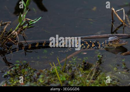 Jugendalligator im Everglades-Nationalpark Stockfoto