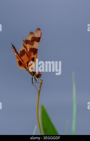 Nahaufnahme einer halloween-Wimpel-Libelle Stockfoto