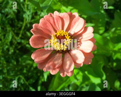 Eine Nahaufnahme einer pastellfarbenen, lachsrosafarbenen, eleganten Zinnia-Blüte (Zinnia elegans) mit einem perfekten Ring aus winzigen gelben, sternförmigen Scheibenröschen. Stockfoto