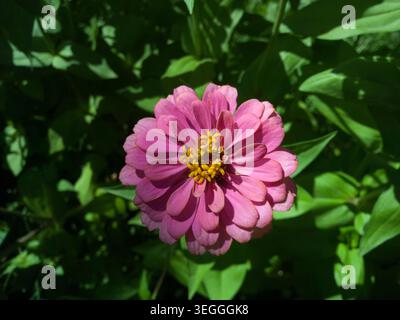 Eine Nahaufnahme einer wunderschönen, pastellrosa, eleganten Zinnia-Blume (Zinnia elegans), die mit hellgelben Scheibenröschen in einem Sommergarten blüht. Stockfoto