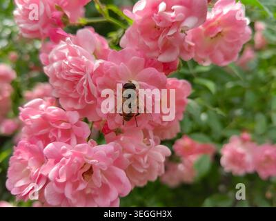 Eine wunderschöne dichte Ansammlung blühender rosafarbener Feenrosen (Rosa „die Fee“) mit einer Batman hoverfly (Myathropa florea), die sich von der zentralen Blüte ernährt. Stockfoto