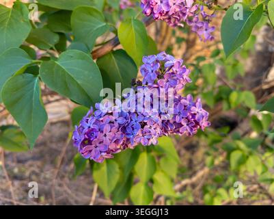 Eine Nahaufnahme einer leuchtenden violetten Blume aus Flieder (Syringa vulgaris), die auf einem Sträucher in einem Frühlingsgarten blüht. Stockfoto