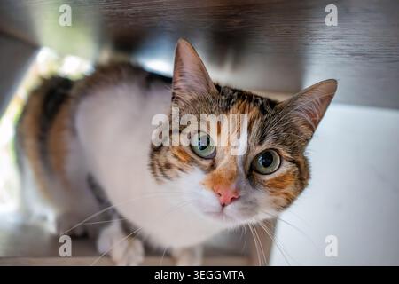 Eine Calico-Katze blickt neugierig unter einem Holzregal, mit leuchtend grünen Augen und einer Mischung aus orangefarbenem und schwarzem Fell. Stockfoto