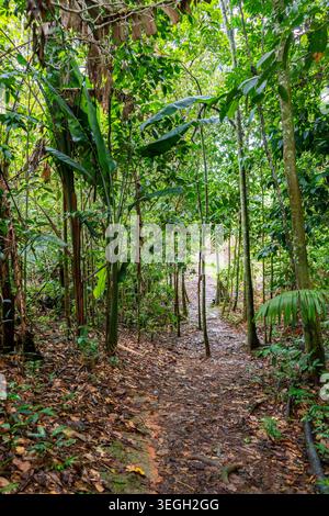 Ein gewundener Pfad, umgeben von dichtem Grün und gefallenen Blättern in einer tropischen Landschaft von Guaviare, Kolumbien. Stockfoto