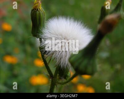 Detaillierte Makroaufnahme eines weißen, kugelförmigen Löwenzahn-ähnlichen Blowball-Samenkopfes, flankiert von grünen, unverblühten Blütenknospen auf einem Feld. Stockfoto
