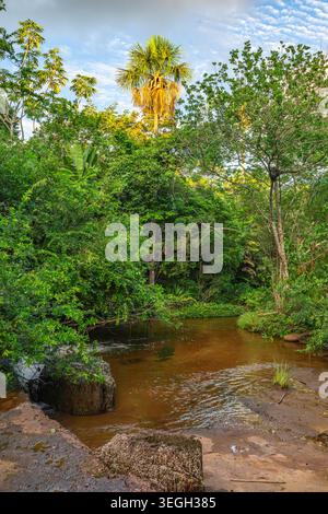 Ein ruhiger Bach fließt durch üppige Vegetation in Guaviare, Kolumbien. Palmen und dickes Laub umgeben das Wasser und schaffen so eine lebendige Naturkulisse. Stockfoto