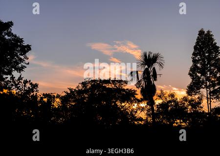 Ein lebhafter Sonnenuntergang erleuchtet den Himmel mit Orange- und Violetttönen und bildet verschiedene Bäume im Vordergrund. Stockfoto