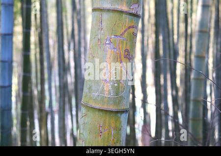 Geschnitzter Graffiti-Bambus wurde am 16. Januar 2026 in einem Bambushain am Fushimi Inari Taisha Schrein in Kyoto, Japan, gesichtet. In Kyoto hat ein Anstieg des Tourismus zu einer Reihe von Problemen geführt. (Foto von AFLO) Stockfoto