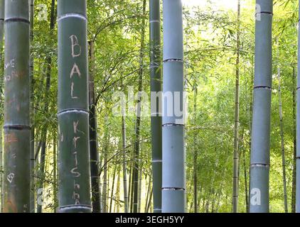 Geschnitzter Graffiti-Bambus wurde am 16. Januar 2026 in einem Bambushain am Fushimi Inari Taisha Schrein in Kyoto, Japan, gesichtet. In Kyoto hat ein Anstieg des Tourismus zu einer Reihe von Problemen geführt. (Foto von AFLO) Stockfoto