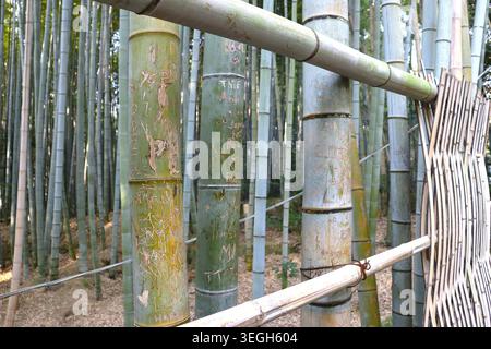 Geschnitzter Graffiti-Bambus wurde am 16. Januar 2026 in einem Bambushain am Fushimi Inari Taisha Schrein in Kyoto, Japan, gesichtet. In Kyoto hat ein Anstieg des Tourismus zu einer Reihe von Problemen geführt. (Foto von AFLO) Stockfoto