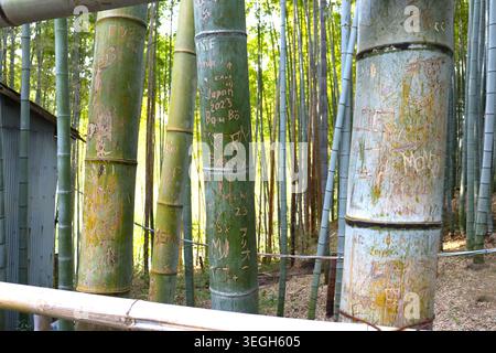 Geschnitzter Graffiti-Bambus wurde am 16. Januar 2026 in einem Bambushain am Fushimi Inari Taisha Schrein in Kyoto, Japan, gesichtet. In Kyoto hat ein Anstieg des Tourismus zu einer Reihe von Problemen geführt. (Foto von AFLO) Stockfoto