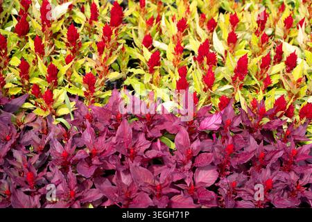 Ein Hintergrund zweier Sorten von Celosia argentea Blüten. Konzept: Kosmetikverpackung, Webbanner und Textildrucke, Landschaftsgestaltung Stockfoto